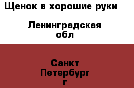 Щенок в хорошие руки! - Ленинградская обл., Санкт-Петербург г. Животные и растения » Собаки   . Ленинградская обл.,Санкт-Петербург г.